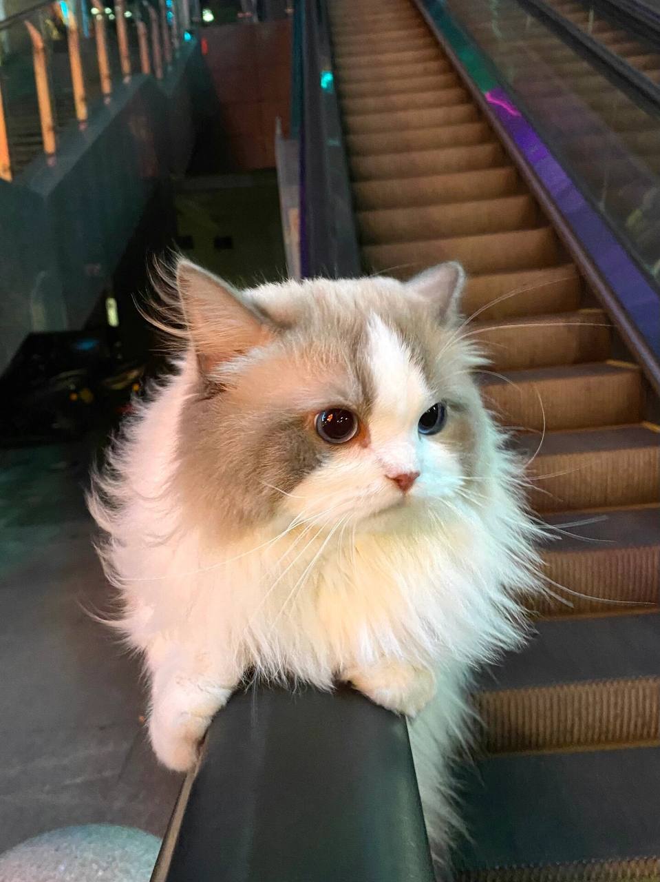 布偶猫