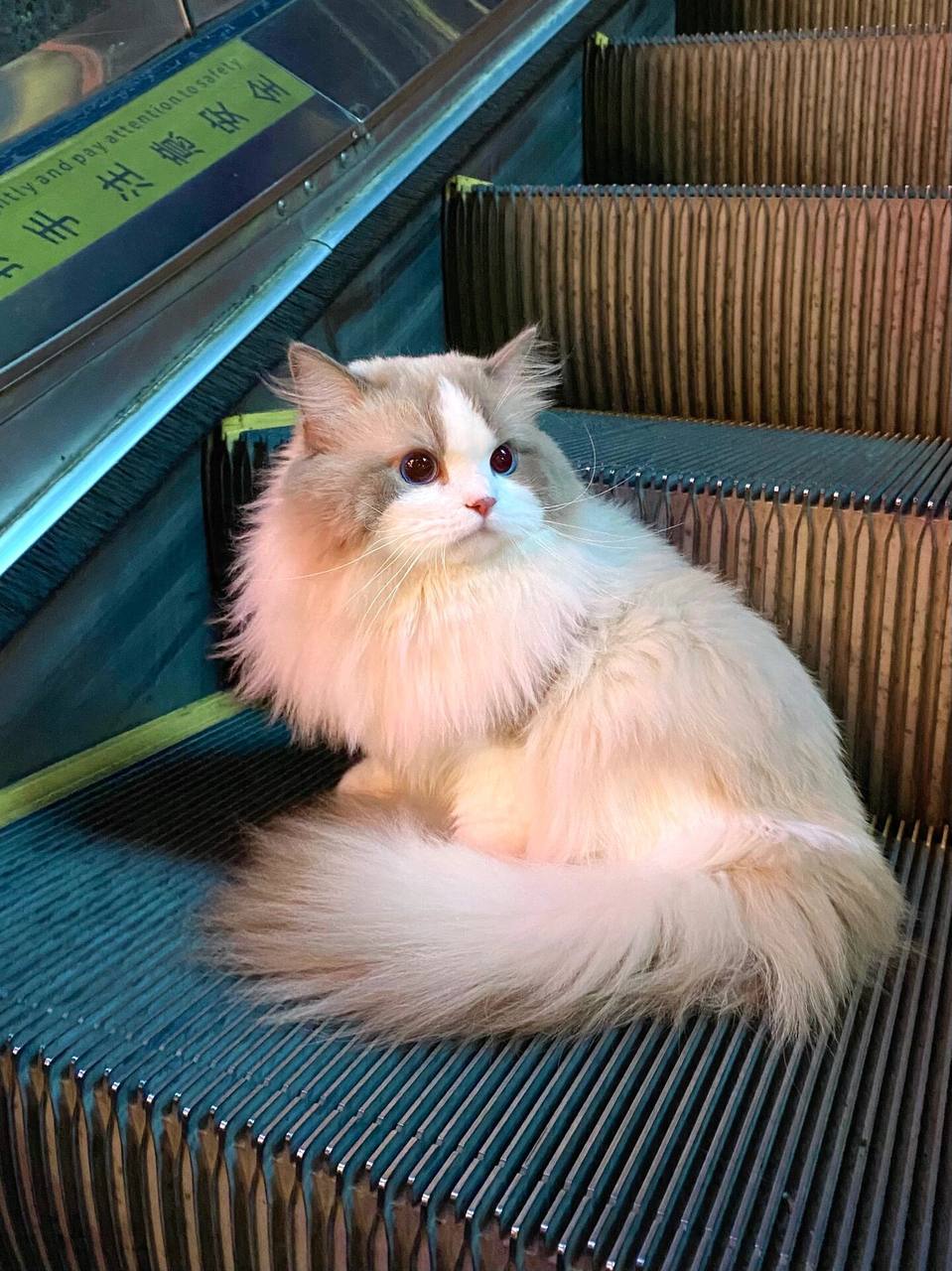 布偶猫