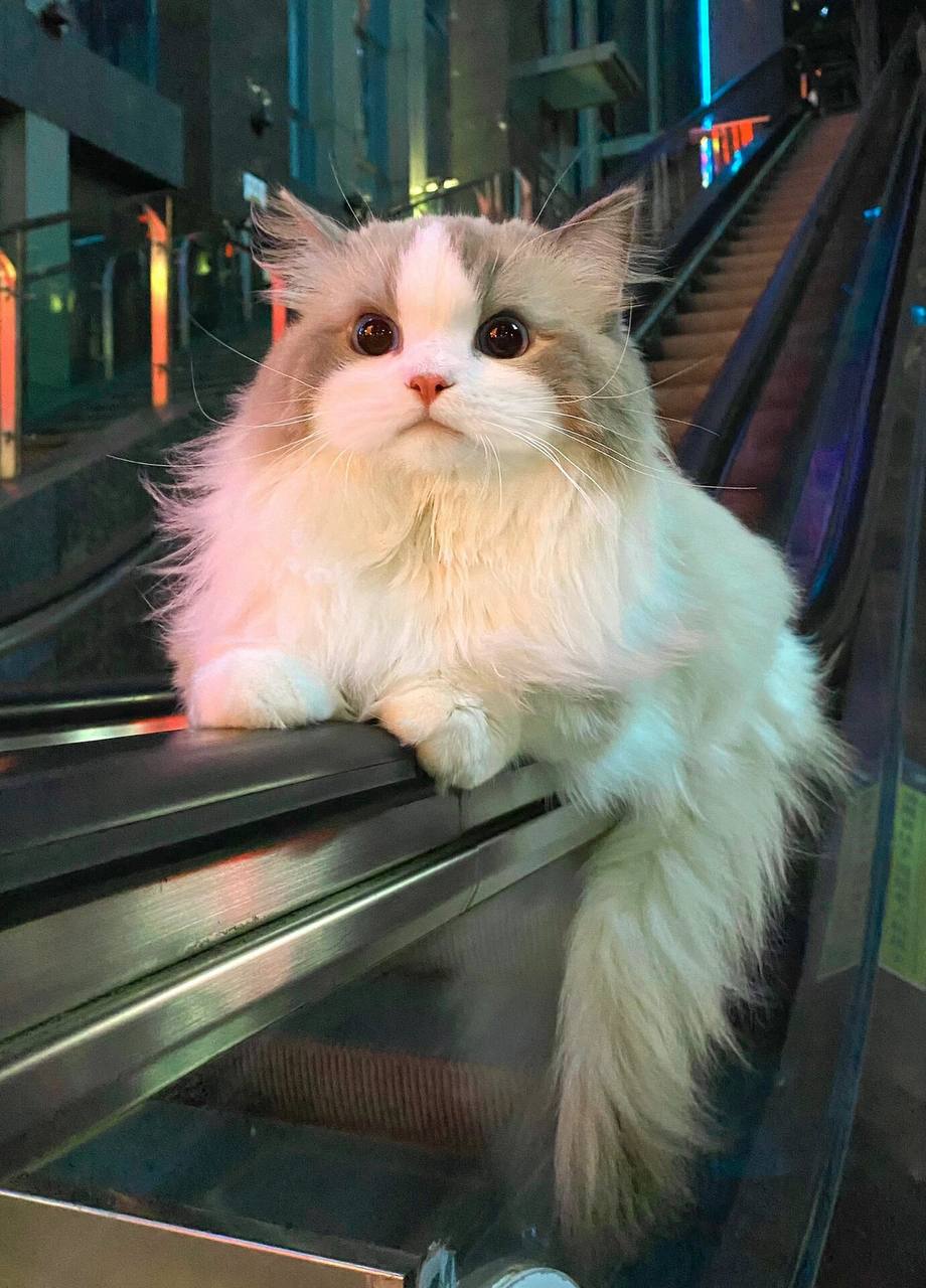 布偶猫