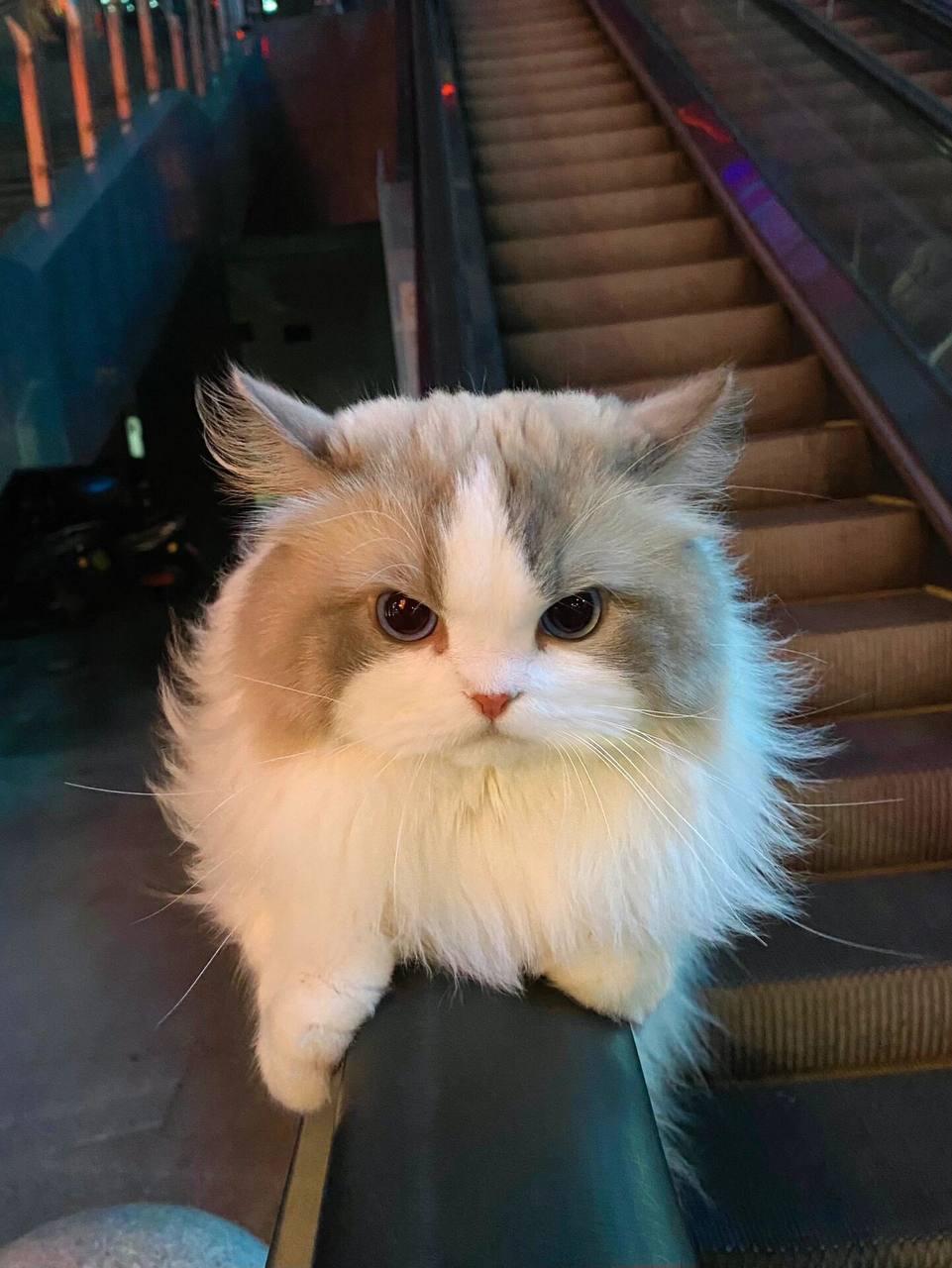 布偶猫