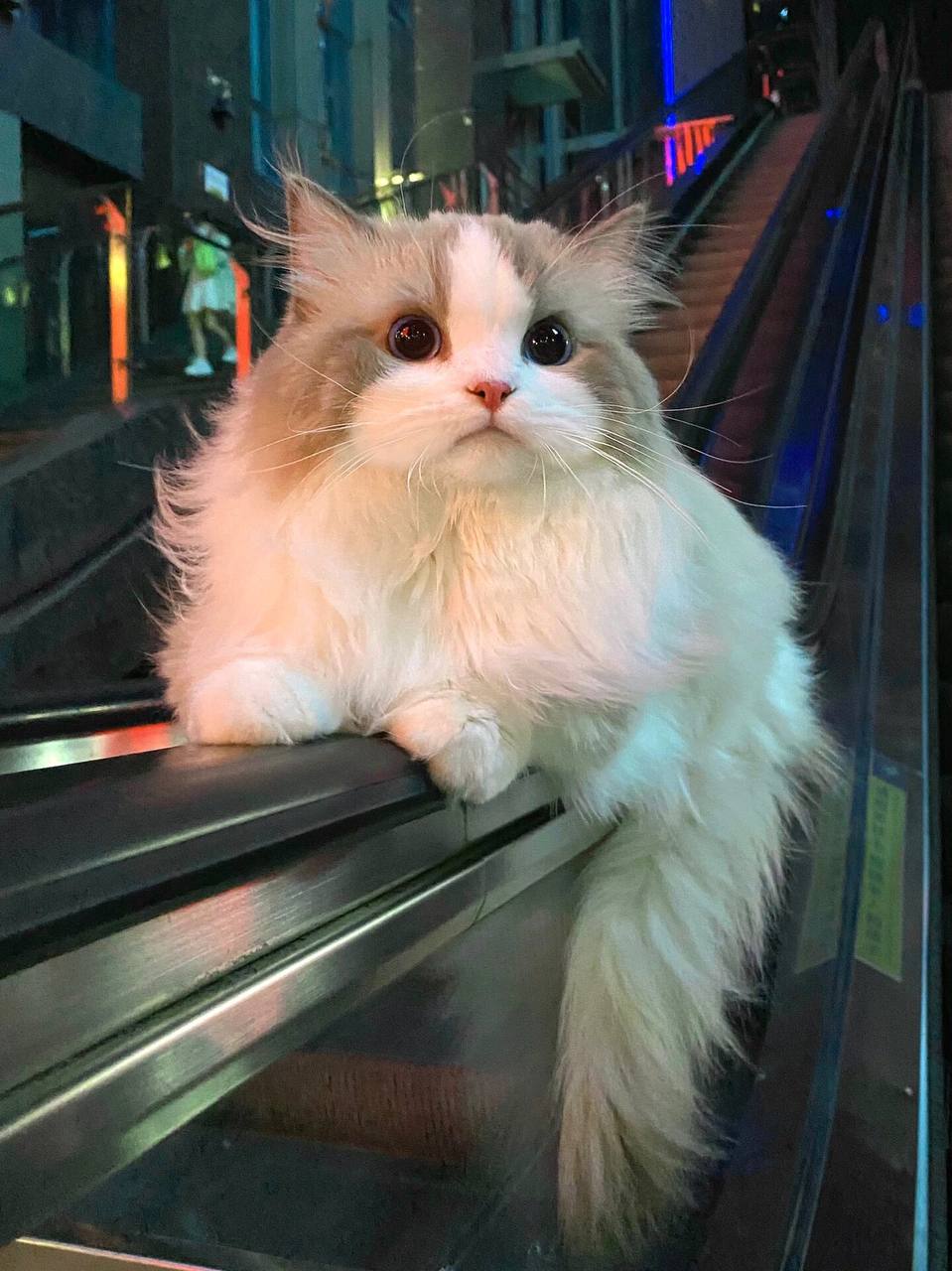 布偶猫
