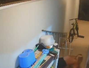 巴西男子爬墙头看热闹 被邻居开枪